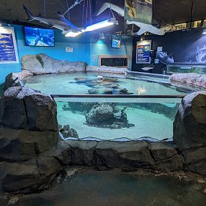 Shark touch tank (bamboo sharks)