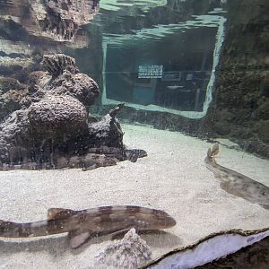 Shark touch tank (bamboo sharks)