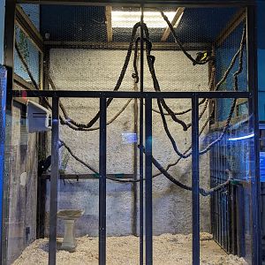 Keel billed toucan aviary