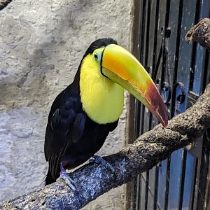Keel billed toucan