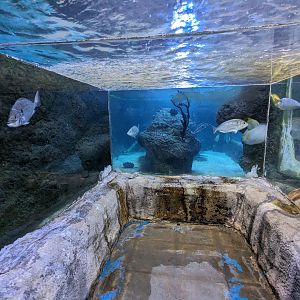Underwater viewing salt tank