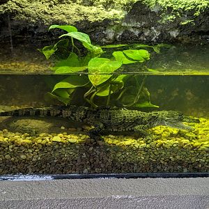 Morelet's Crocodile (juvenile)