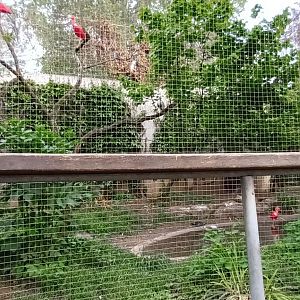 South American Aviary