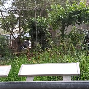 Mandarin Duck and Oriental white Stork Aviary