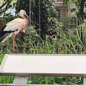 Oriental white Stork