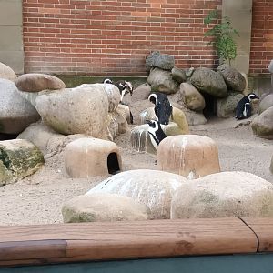 African Penguins