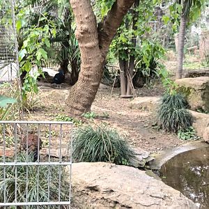 Inside the Asian freeflight Aviary
