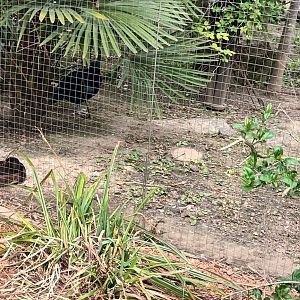 Baers Pochards and Victoria crowned Pigeon