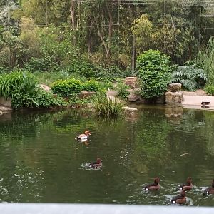 Red crested Pochard, Garganey and Ferruginous Ducks
