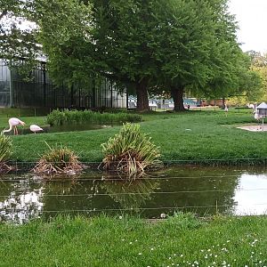Greater Flamingo Enclosure