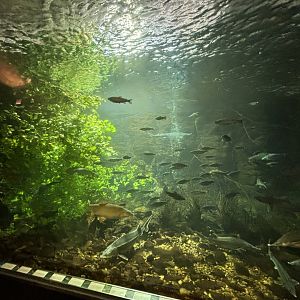 Part of Danube tunnel tank