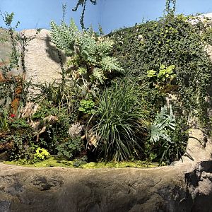 Supposed grass frog and fire salamander enclosure