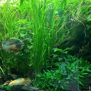 The loneliest piranha I have ever seen