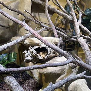 Boa constrictor and yellow-marginated box turtle enclosure
