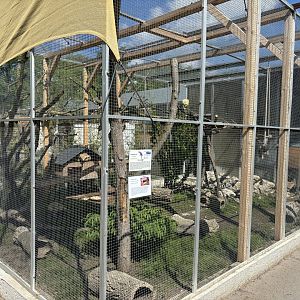 Macaw and Guinea pig enclosure
