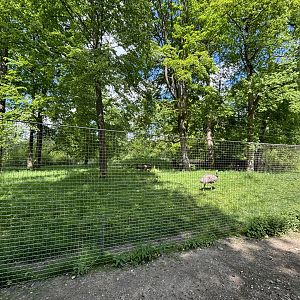 Emu Enclosure (formerly held brown bears)