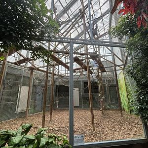 Black-handed Spider Monkey Indoor Enclosure