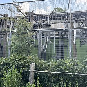 Brown Capuchin Outdoor Enclosure