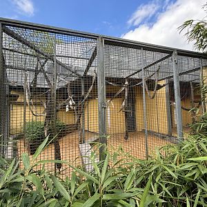 Black Handed Spider Monkey Outdoor Enclosure