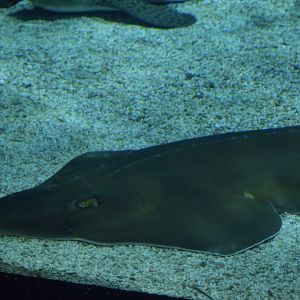 Blackchin guitarfish