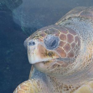 Loggerhead sea turtle