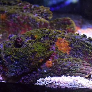 Reef stonefish