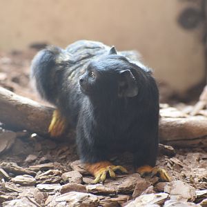 Red-handed tamarin