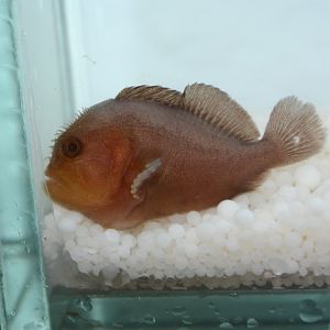Pygmy coral croucher (Caracanthus unipinna)