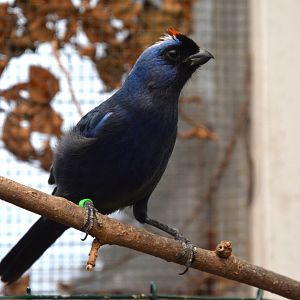 Diademed tanager (Stephanophorus diadematus)