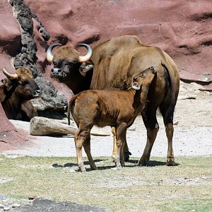 Baby Gaur