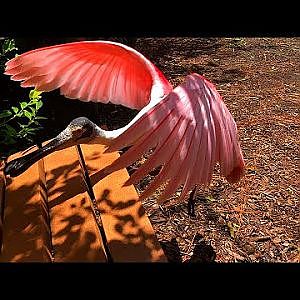 Santa Fe College Teaching Zoo Birds 2021 - YouTube
