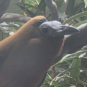 National Aviary - Capuchinbird