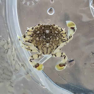 Common Moon Crab (Matuta planipes)