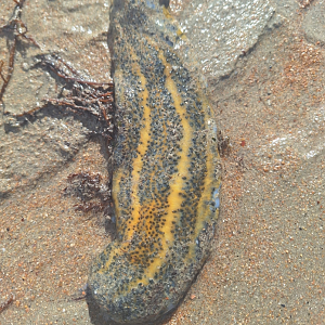Ocellated Sea Cucumber (Stichopus ocellatus)