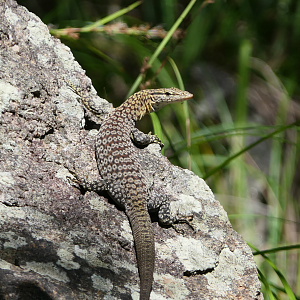 Freckled Monitor (Varanus tristis orientalis)