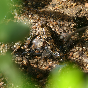 Silverlined Mudskipper (Periophthalmus argentilineatus)