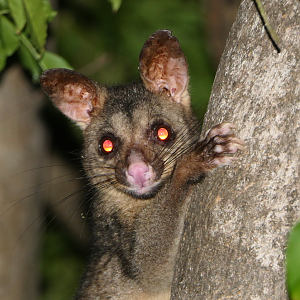 Common Brushtail Possum