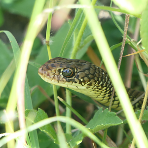 Lesser Black Whipsnake (Demansia vestigata)