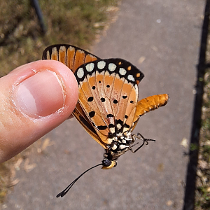Tawny Coster (Acraea terpiscore)