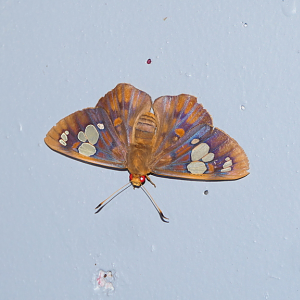 Ornate Dusk-Flat (Chaetocneme dentiza)