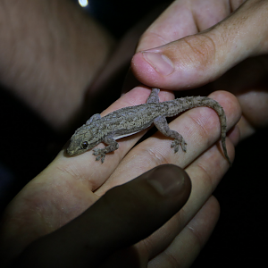 Asian House Gecko