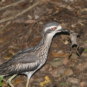 Bush Stone-curlew with prey Cane Toad