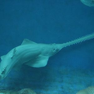 Green sawfish