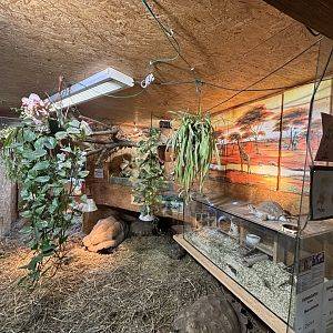 Giant Tortoise Indoor Display Schildkröten und Reptilien Zoo Neu-Ulm