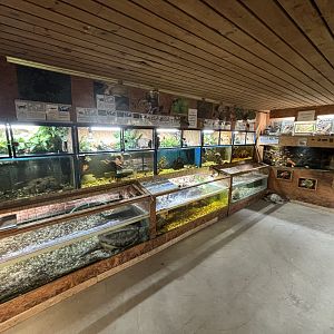 Snapper Hall Schildkröten und Reptilien Zoo Neu-Ulm