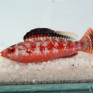 Conde's wrasse (Cirrhilabrus condei)