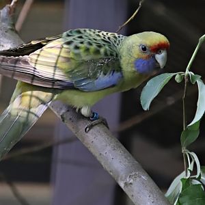 Yellow rosella (Platycercus elegans flaveolus)