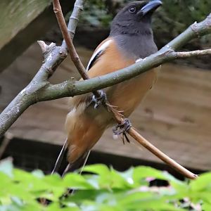 Rufous treepie (Dendrocitta vagabunda)