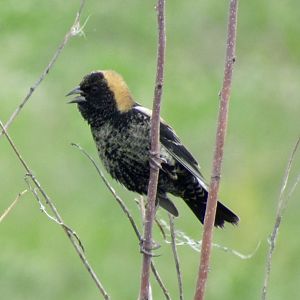 Bobolink