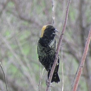 Bobolink